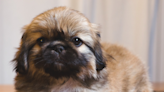 Rescuers Race to Save 12-Week-Old Pekingese Puppy Who Fell Through Open Air Vent