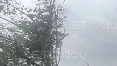 獨／「高雄市境之南」國瑜樹倒了 撐不住凱米雨彈狂炸2度躺平