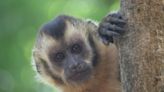 Using Stones And Sticks Helps Capuchin Monkeys Find Underground Food