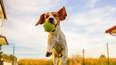 Play the best game of 'fetch' your dog has ever had (without tiring you out immediately)