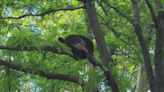 Wild turkey spotted in Brooklyn