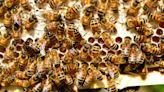 Les abeilles : un moyen pour lutter contre la famine selon des chercheurs