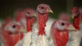 Editorial: Your turkey would be thankful for better treatment before it reaches your plate