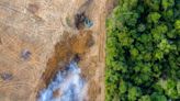 US calls for delay to EU deforestation law enforcement