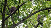 One of Carillon Park’s eaglets fledges from the nest