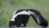 Skunk season is approaching in NC. Here’s how to keep them away + what to know