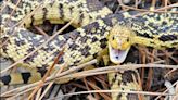 Fort Worth Zoo releases nearly 80 endangered Louisiana pine snakes into the wild