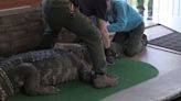 Authorities seize 750-pound alligator named Albert from New York home