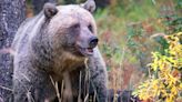 Couple Dead In Apparent Grizzly Bear Attack In Canada's Banff National Park