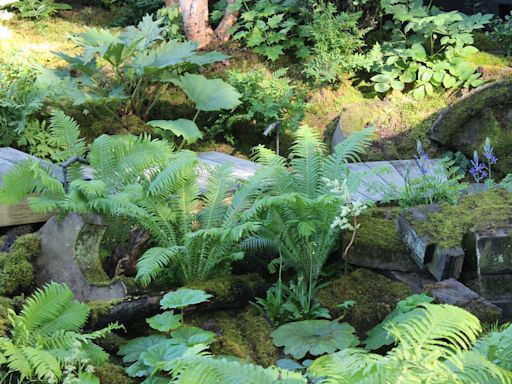 The best low-maintenance ferns for filling up shady spots in your garden, recommended by experts