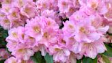 Experts reveal how and when to fertilize azaleas to ensure you have happy and healthy shrubs