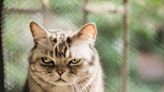 New research is changing our understanding of cat emotions, from purring to their facial expressions