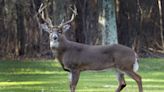 Franklin County hunter accused of illegally baiting deer on state game lands