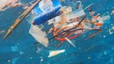 Scientists discover plastic-eating fungus in ocean environments