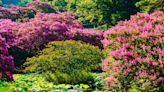 11 Deer-Resistant Shrubs That Will Also Add Structure and Color to Your Yard