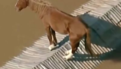 El complejo rescate de 'Caramelo', un caballo que llevaba días encima de un tejado tras las inundaciones en Brasil