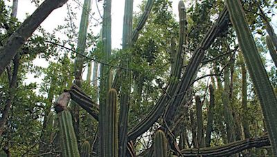 In a first, sea rise kills off a Florida Keys species. Scientists fear it won’t be the last