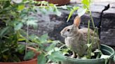 How long do rabbits live? And can they really eat carrots?