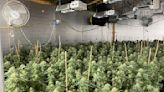 Police bust illegal cannabis grow site in Maine, seizing over 4,700 marijuana plants and arresting 3 people
