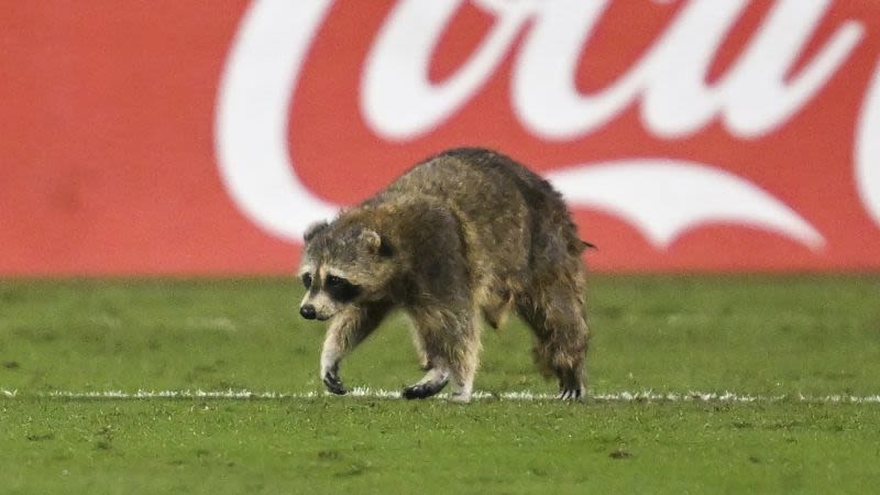 Raccoon, chased by staff with trash cans, storms pitch during soccer game