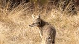 Los coyotes merodean por los vecindarios del sur de la Florida. Por qué están por aquí y qué hay que temer