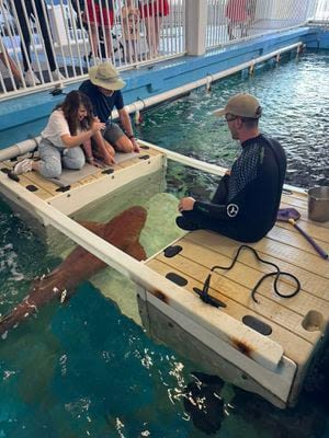 Shark Week at the Clearwatwer Marine Aquarium