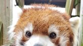 Roger Williams Park Zoo announces death of endangered red panda
