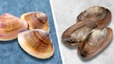 The Differences Between Hard And Soft Shell Clams