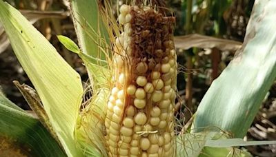La chicharita no da tregua: se perdieron 12.000 hectáreas de maíz en Entre Ríos, un 18% del área sembrada