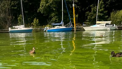 'Disgusting' smell at Lough Neagh as algae spreads