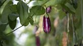 Do you need to prune eggplants? Experts are split on the merits of reaching for the pruning shears