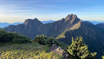 獨／法國菊在玉山北峰絕跡 兇手是「牠」