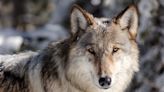 Gray wolves map shows growing movement across Colorado