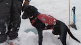 Ida, Sundance avalanche dog in-training breaks down the ropes of a rescue mission