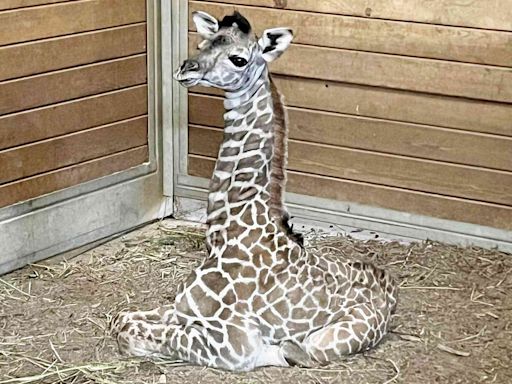 Baby Giraffe Born at Kansas City Zoo 'Already Stands 5 Feet 6 Inches Tall': 'Welcome to the Herd'