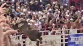 Bull that jumped fence at rodeo forced to retire