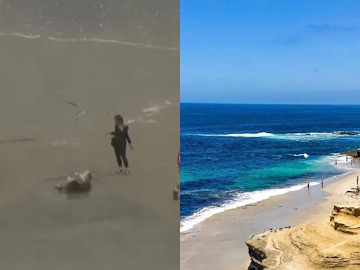 ¡Una visita inesperada! Encuentran cadáver de ballena en playa de San Diego