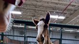 Clydesdale foal joins the fold ahead of iconic horses' Budweiser Super Bowl commercial return