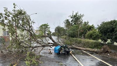 黃金大道成砸死郵差禍首 公路局巡檢547棵黃花風鈴木 - 社會