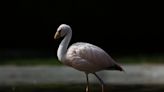 Los esfuerzos de Bolivia para proteger a los flamencos altoandinos, una especie en riesgo