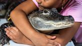 Pa.’s Wally the emotional support alligator stolen while on vacation