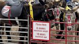 Seaside donkey boss sparks obesity row by WEIGHING children