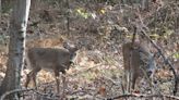 New York’s whitetail harvest data shows antlerless take down big in 2023-24 - Outdoor News