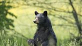 Family became infected with rare parasite after eating black bear ‘kabobs’: CDC
