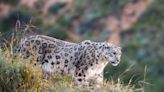 Snow leopards and citizen science: Seeking the grey ghost in Kyrgyzstan