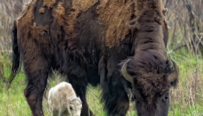 Gathering Set to Honor White Buffalo Born in Yellowstone National Park for June 26th