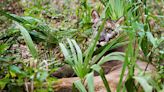 13th dead Florida panther of 2024 found Saturday; deaths now match 2023's annual total