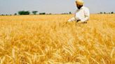 India plans to reduce wheat import duty from July in a bid to cool prices | Mint