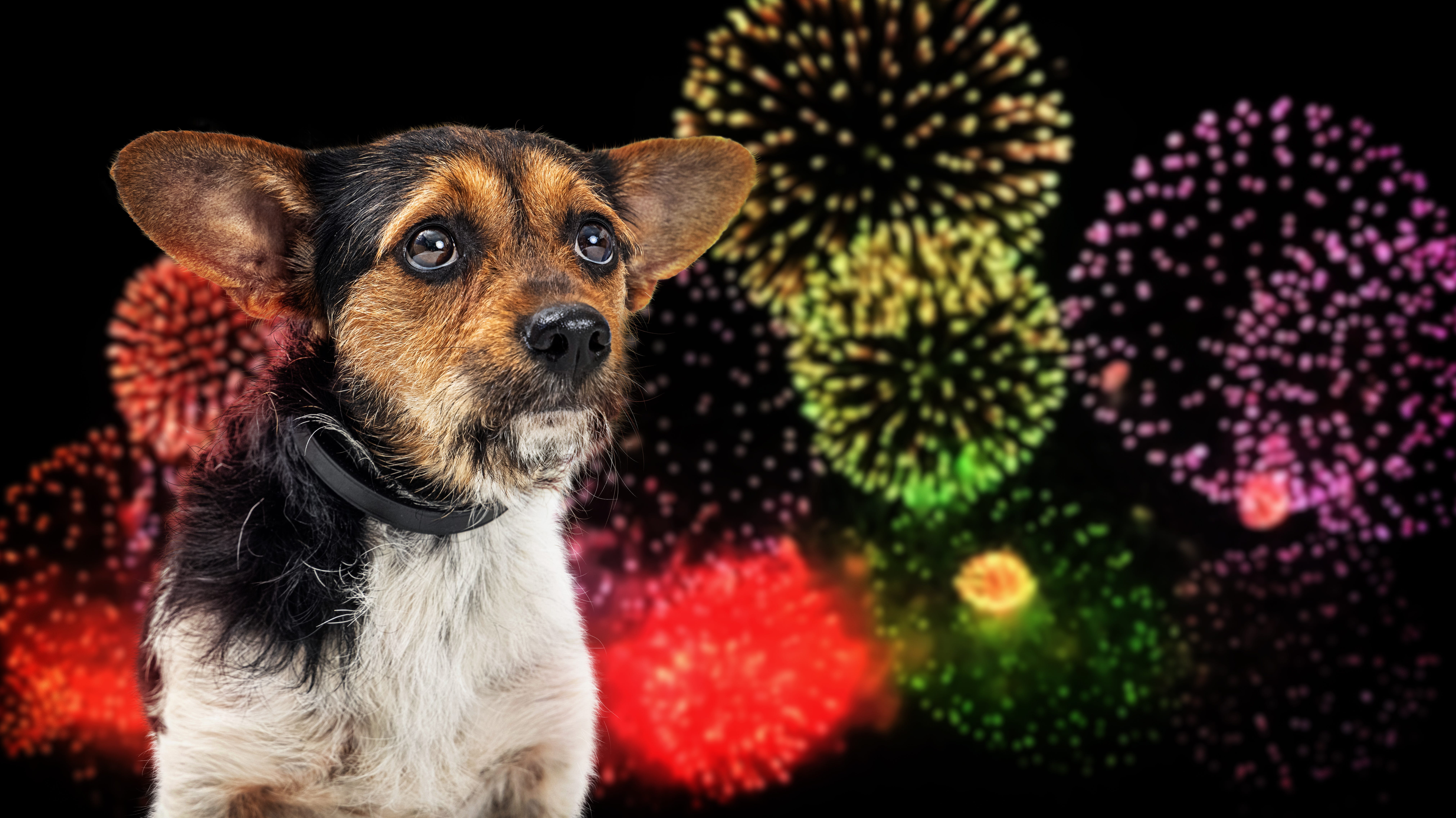 Boom! Woof! Here's how to keep dogs safe and calm during NJ's July 4 fireworks