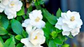 Yes, You Should Fertilize Gardenias Regularly to Get More Flowers—Here's How